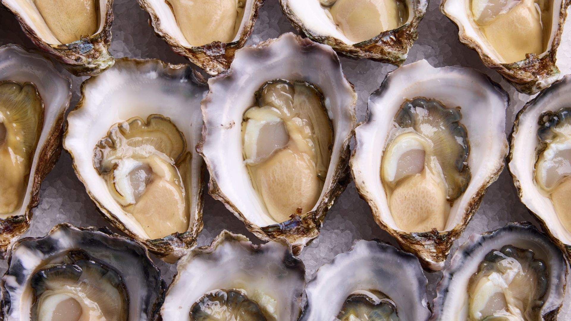 Western Sydney Oyster Festival