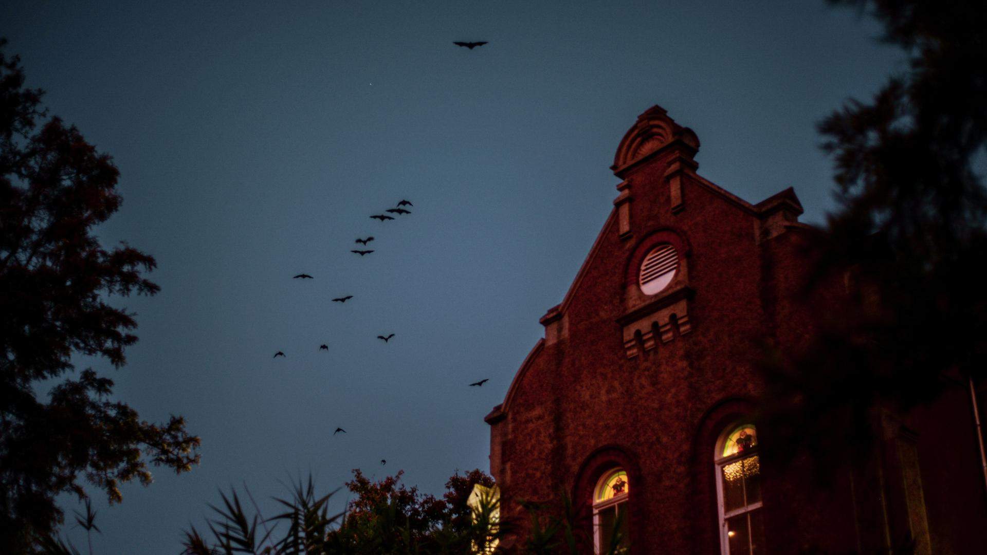 Bat Massive at Abbotsford Convent