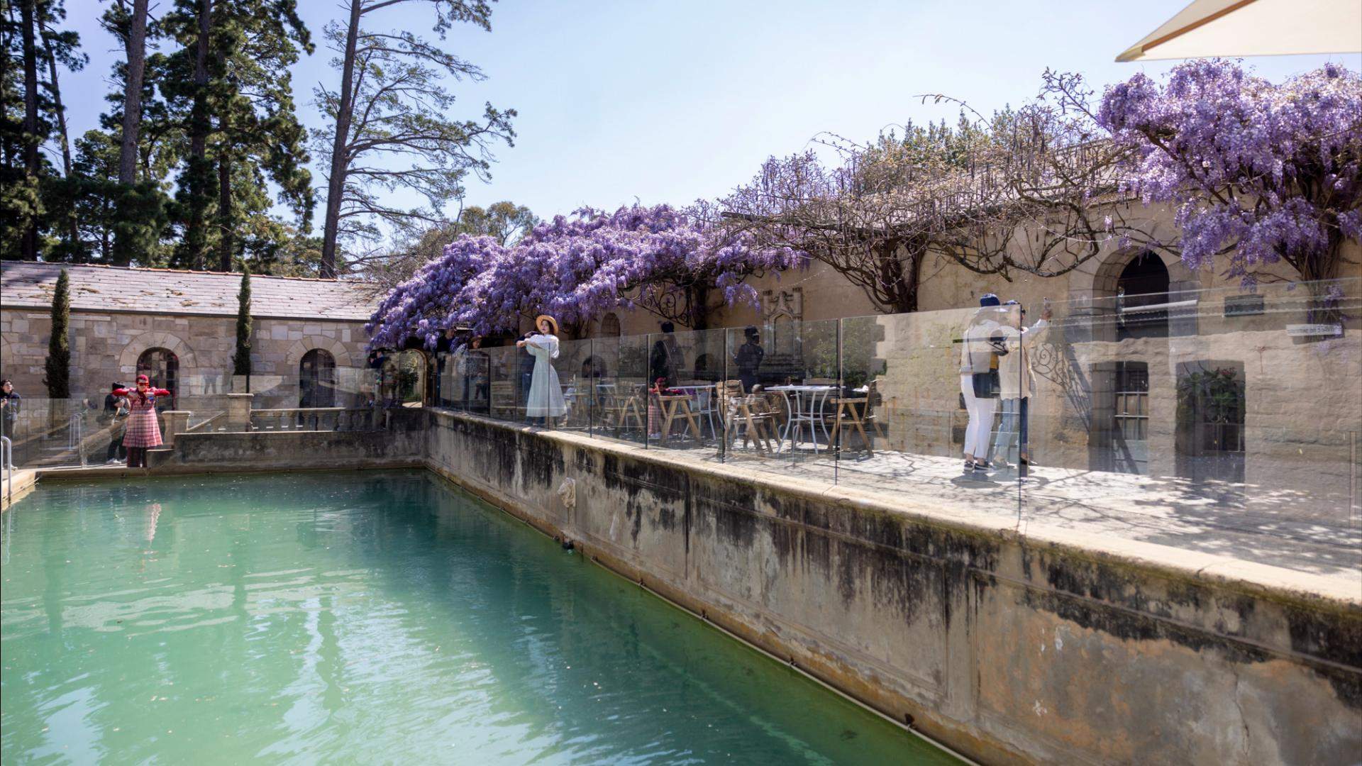 Wisteria at Montsalvat