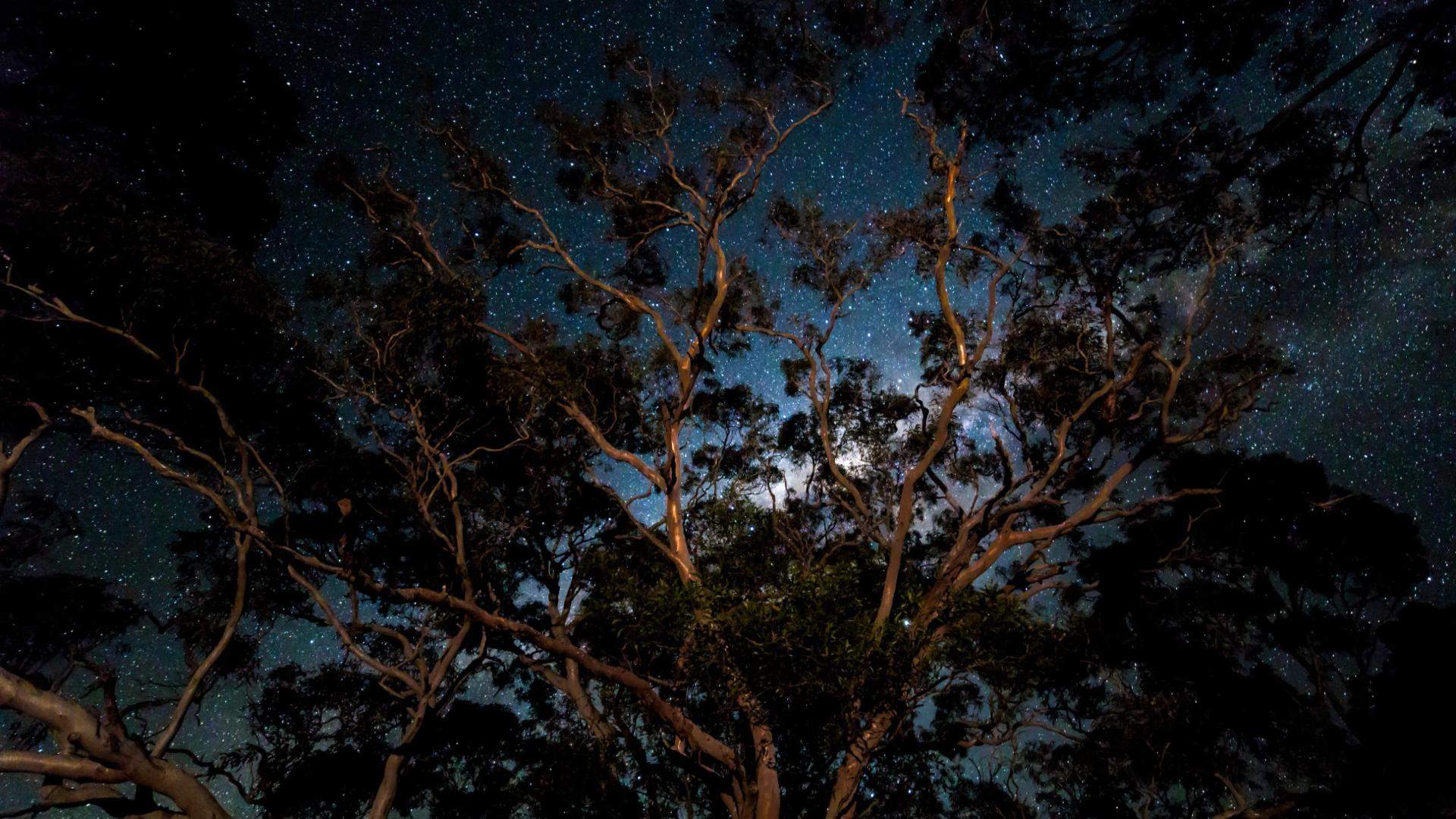 Night Sky Journey: Astronomy Tour by Mystic Mountain Tours