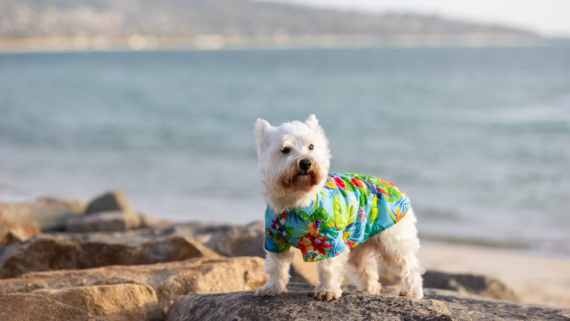 Petstock's New Summer Collection Will Keep Pets Cool, Comfy and Chic All Summer Long