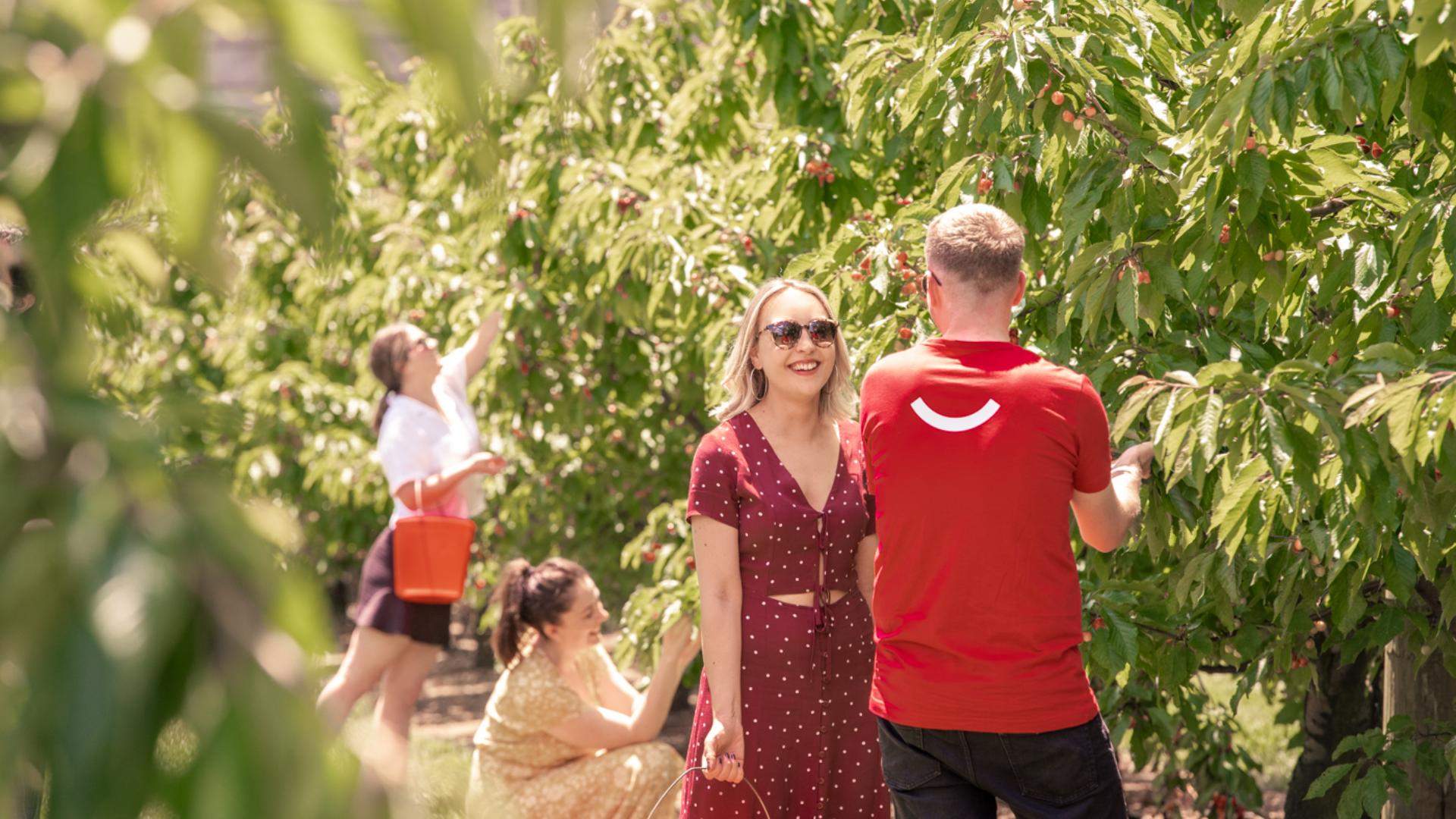 Cherry Picking Season at CherryHill Orchards