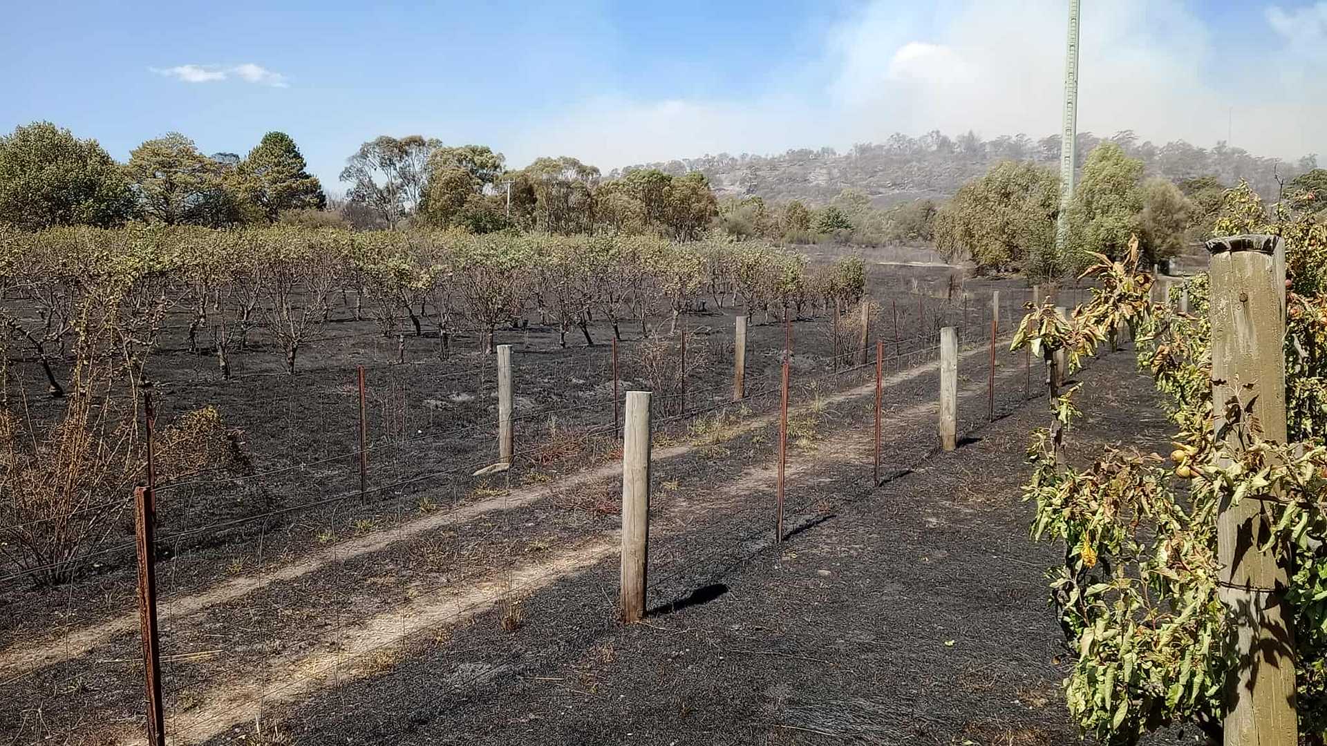 Victorian Businesses Affected by the Bushfires Need Your Help — Here's How You Can Show Your Support