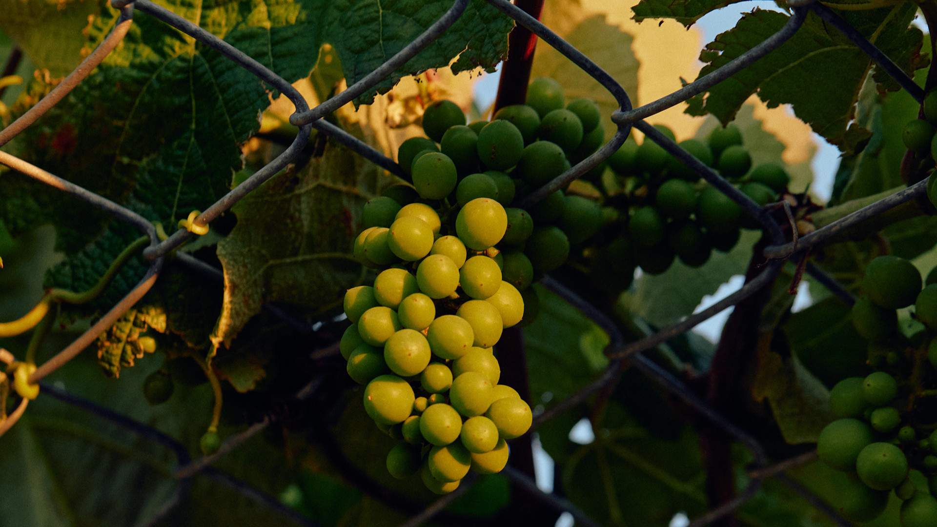 Rooftop Harvest: Meet the Masters at The Calile Hotel