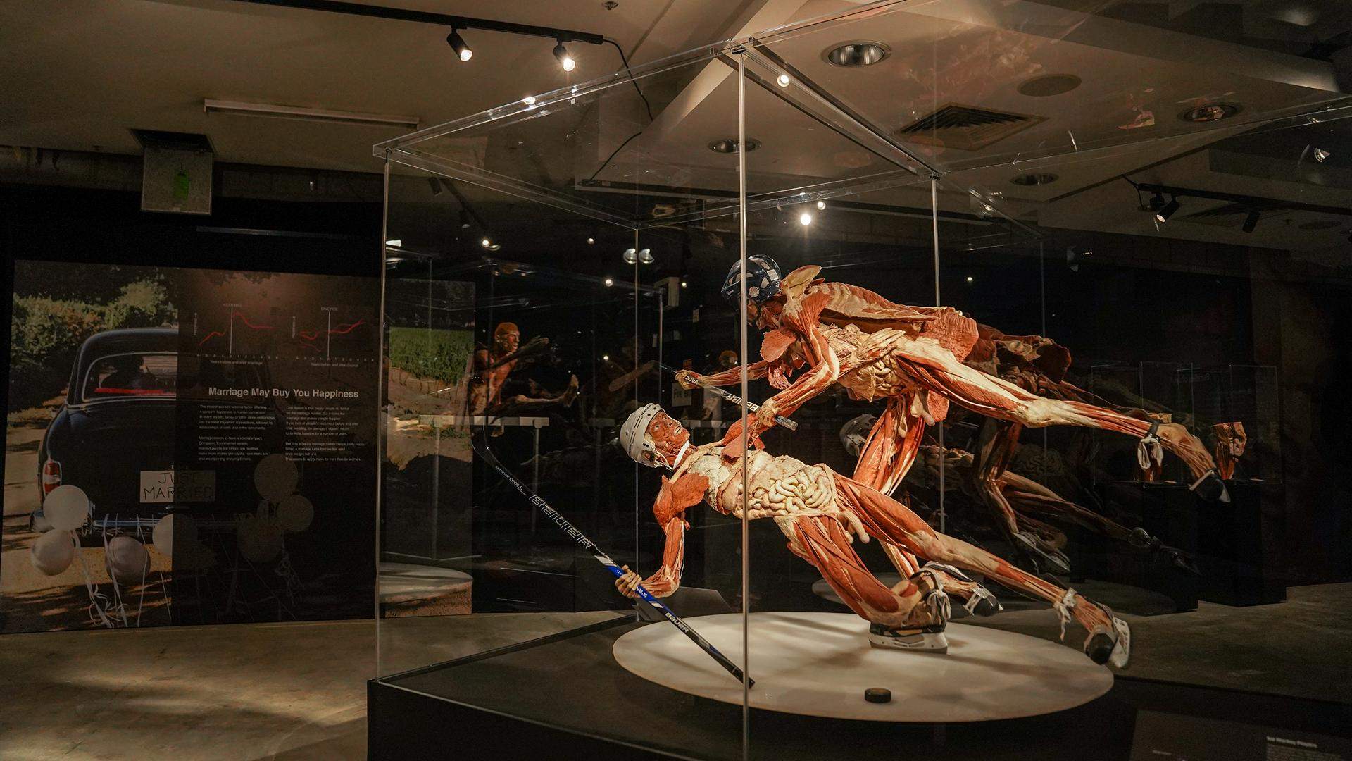 'Body Worlds: The Anatomy of Happiness'