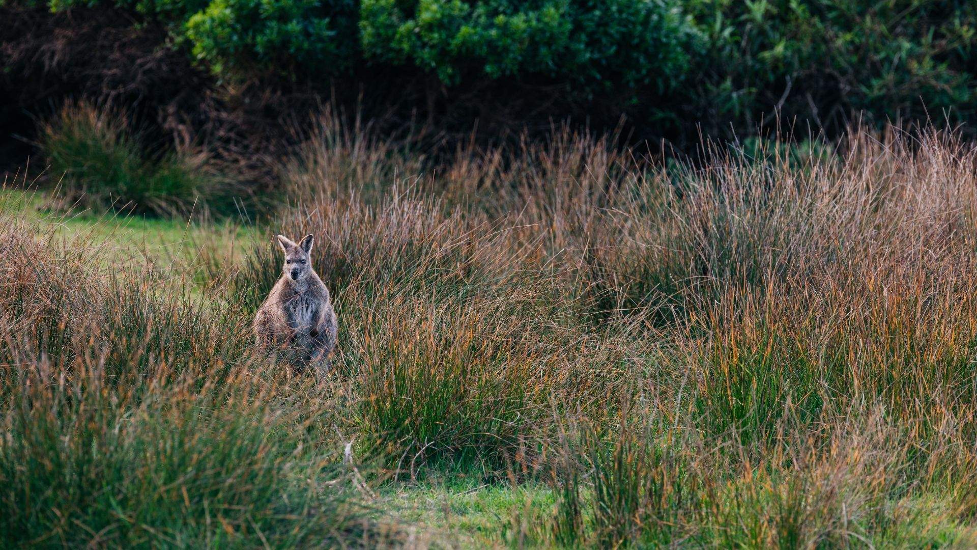 Elemental, Unruly and Remote: A Weekender's Guide to Tasmania's King Island