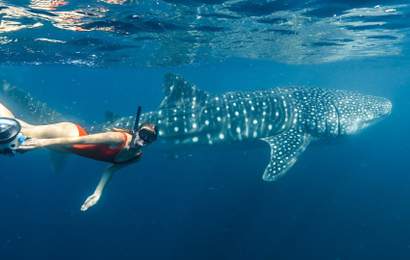 Background image for From Whale Watching to Hot-Air Ballooning: These Are the Winter Adventures Worth Booking Right Now