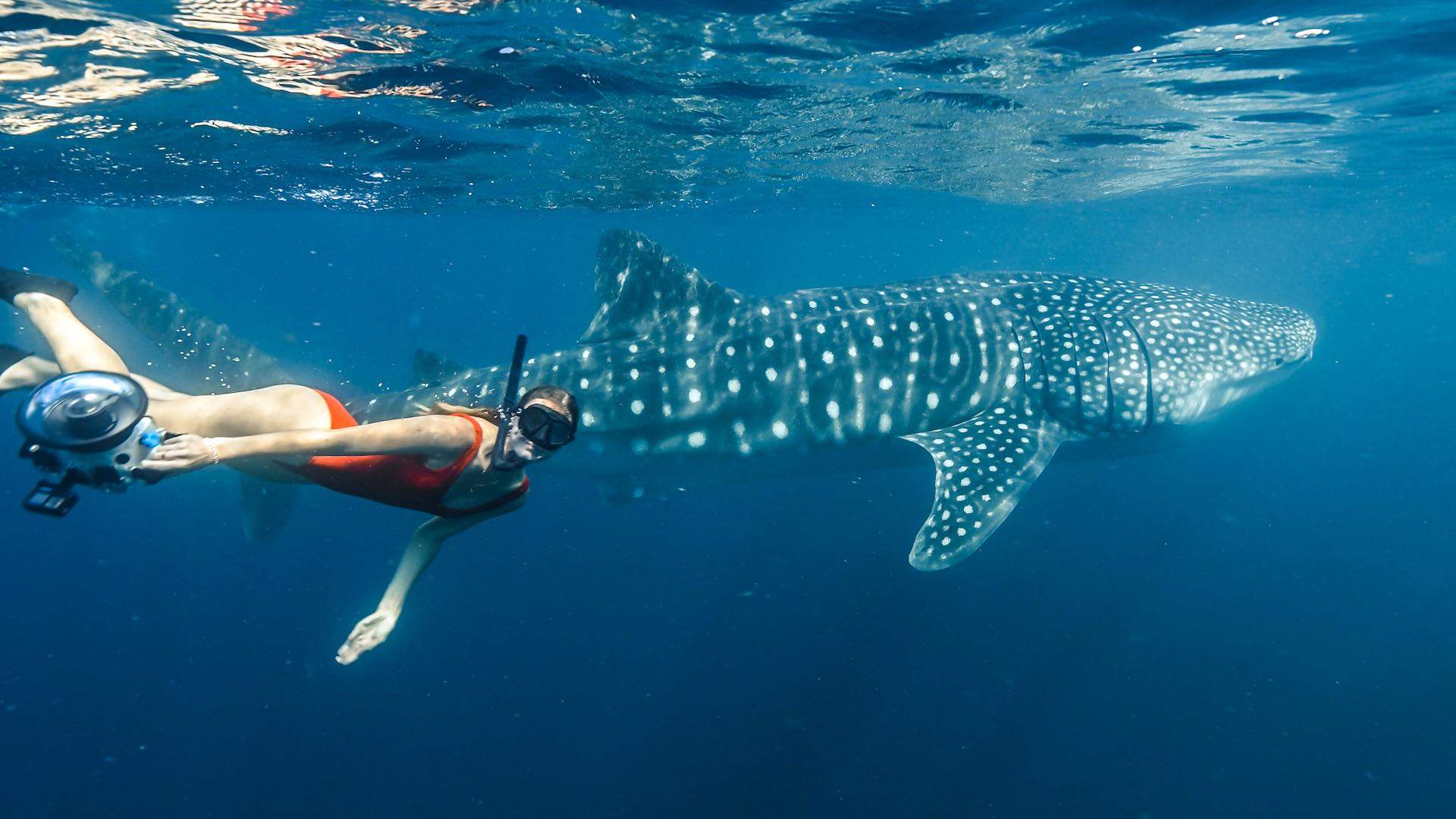 From Whale Watching to Hot-Air Ballooning: These Are the Winter Adventures Worth Booking Right Now