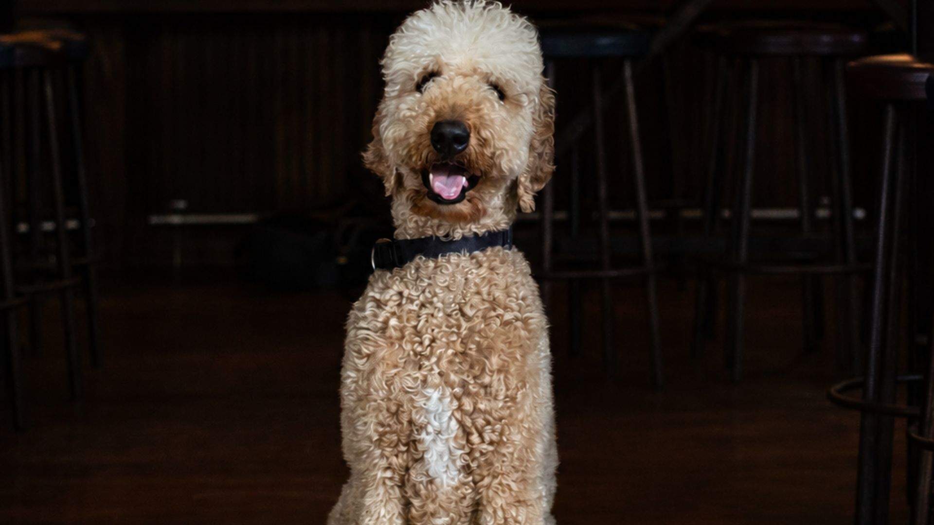 This Surry Hills Pub Is Turning into a Canine Retreat for The Month of June — Including Free "Pawkie" With Gravy, and Plush Wool Beds