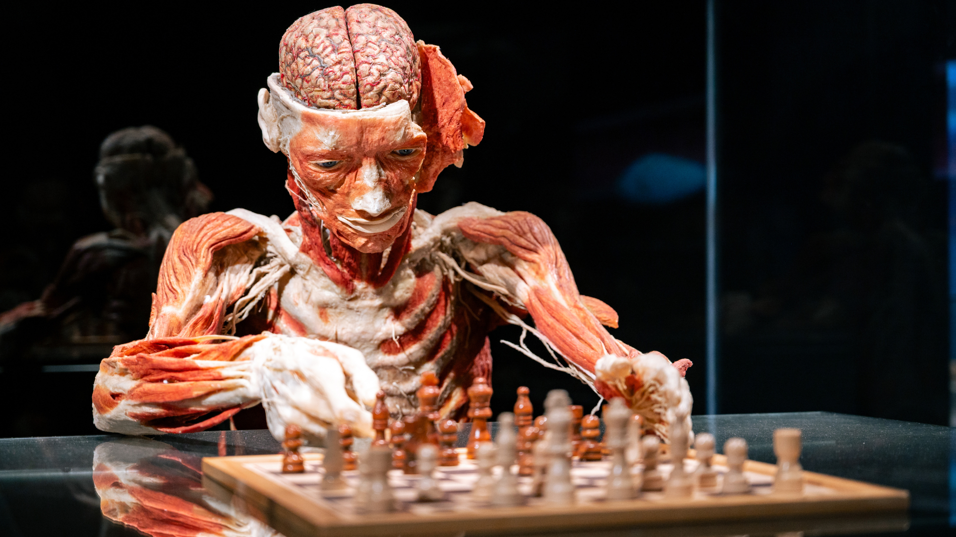 BODY WORLDS: The Anatomy of Happiness