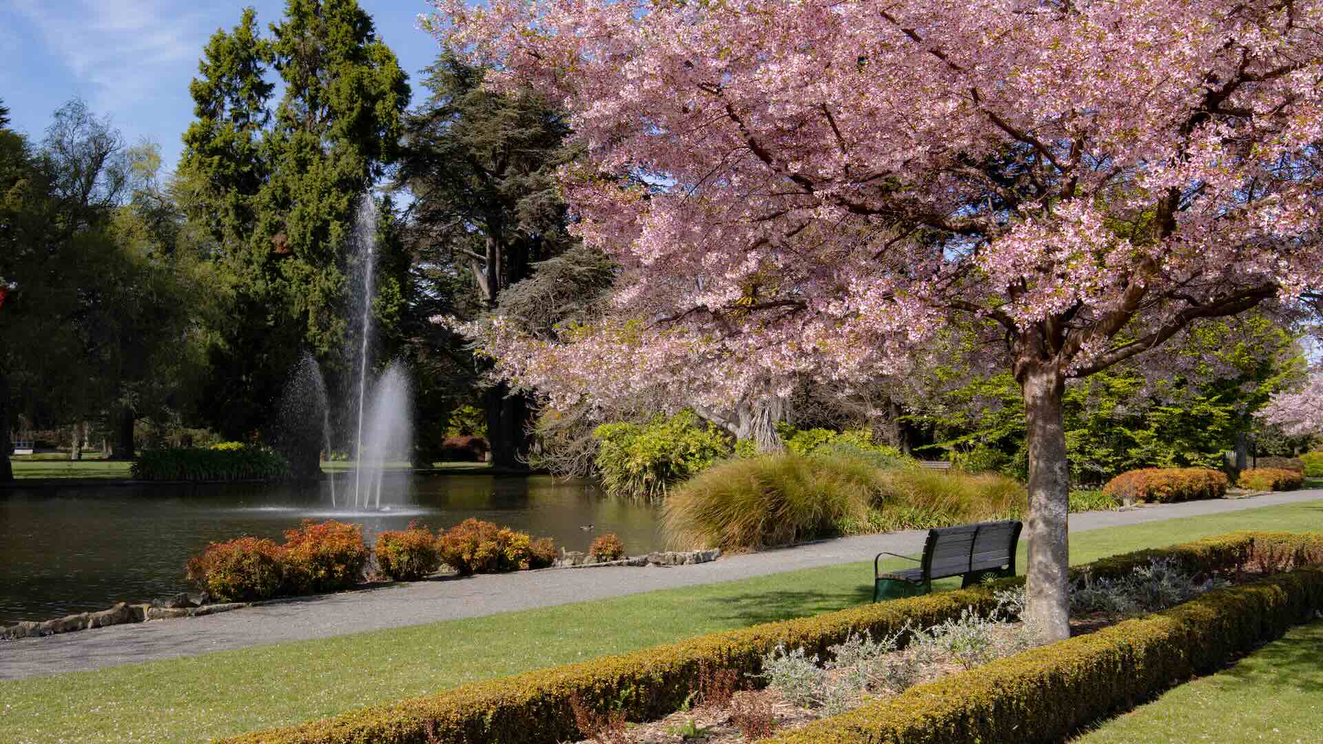 Park Bench under a blossom tree with a view of a waterfall