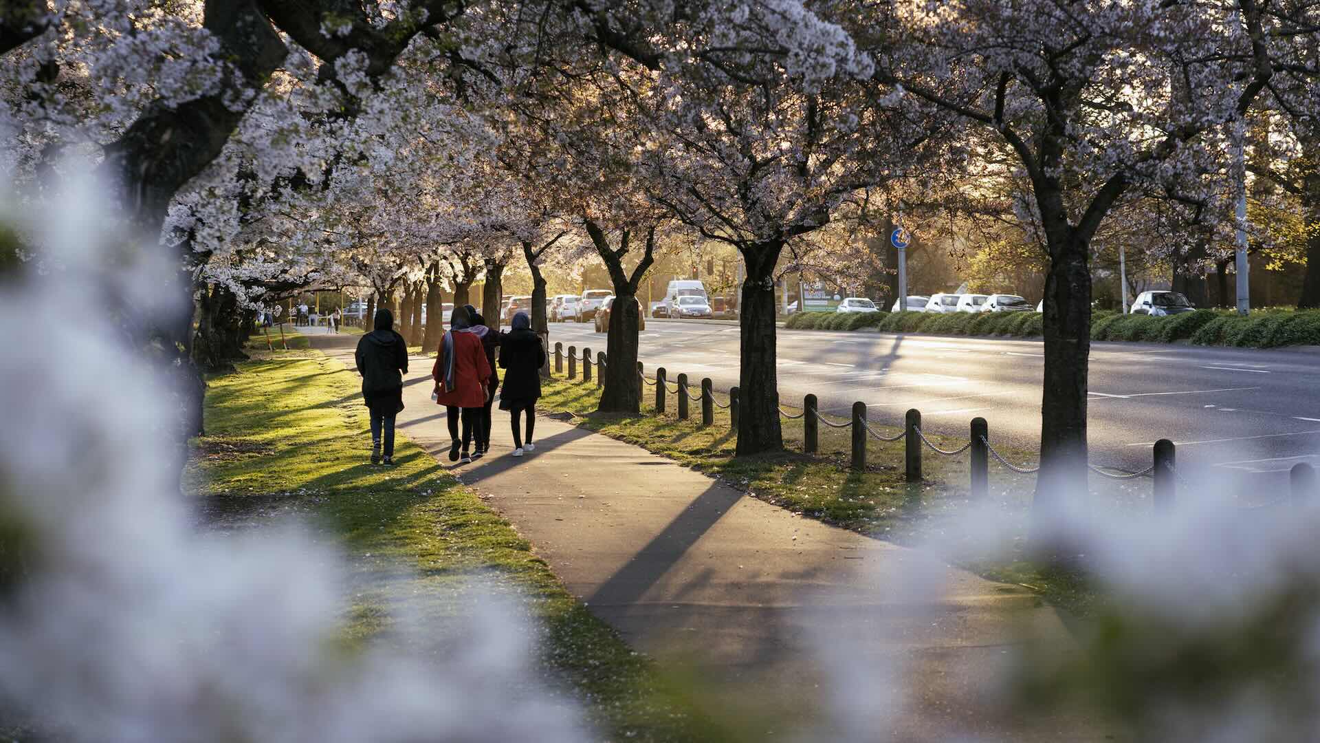 Group of women walking between cherry blossom trees. Hagley Park, Christchurch City, New Zealand