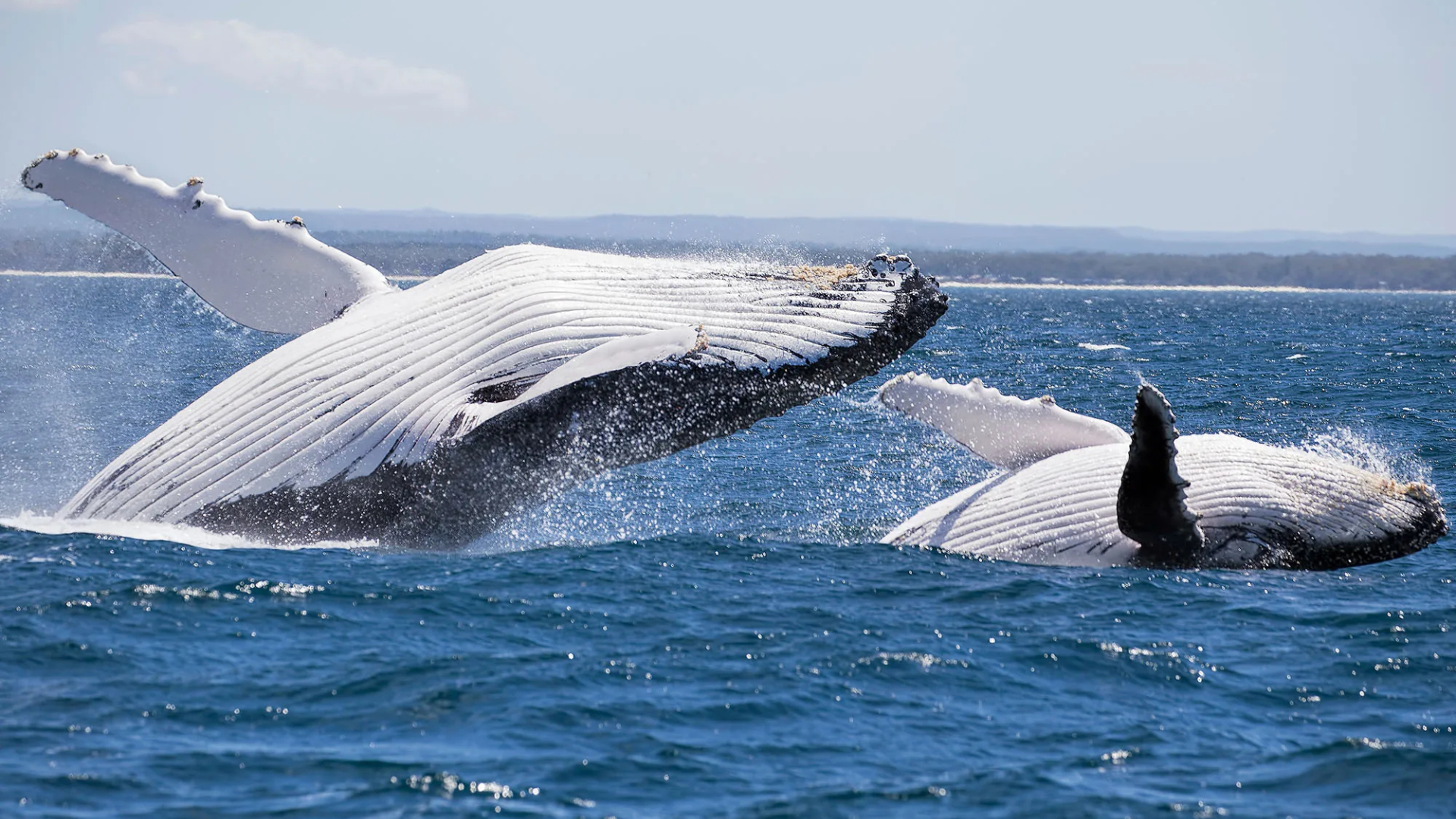 Jervis Bay