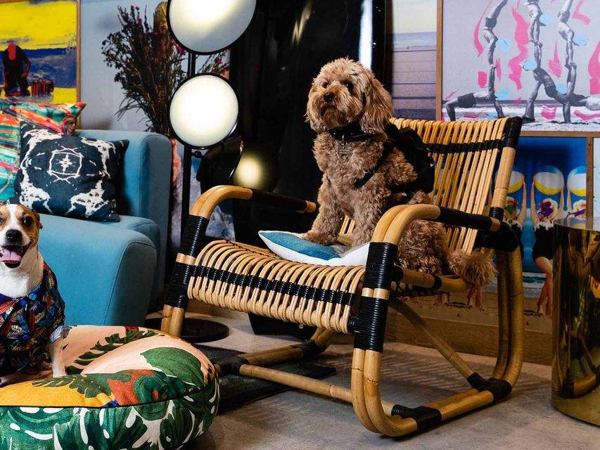The 15 Best Dog-Friendly Hotels in Australia for 2023