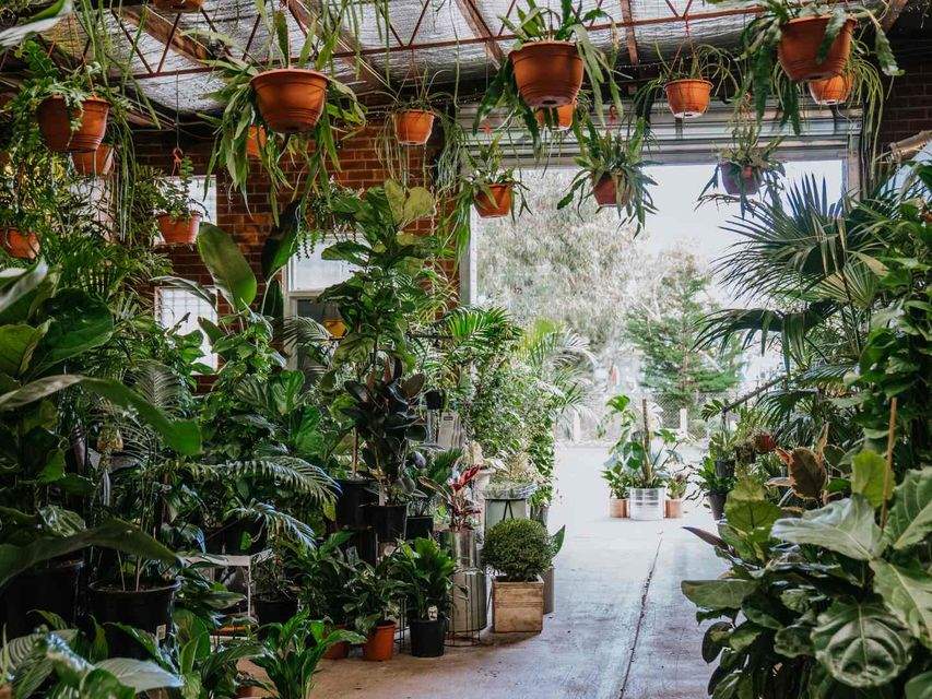 Melbourne's Best Plant Stores and Nurseries If You're Stocking Up on New Leafy Mates