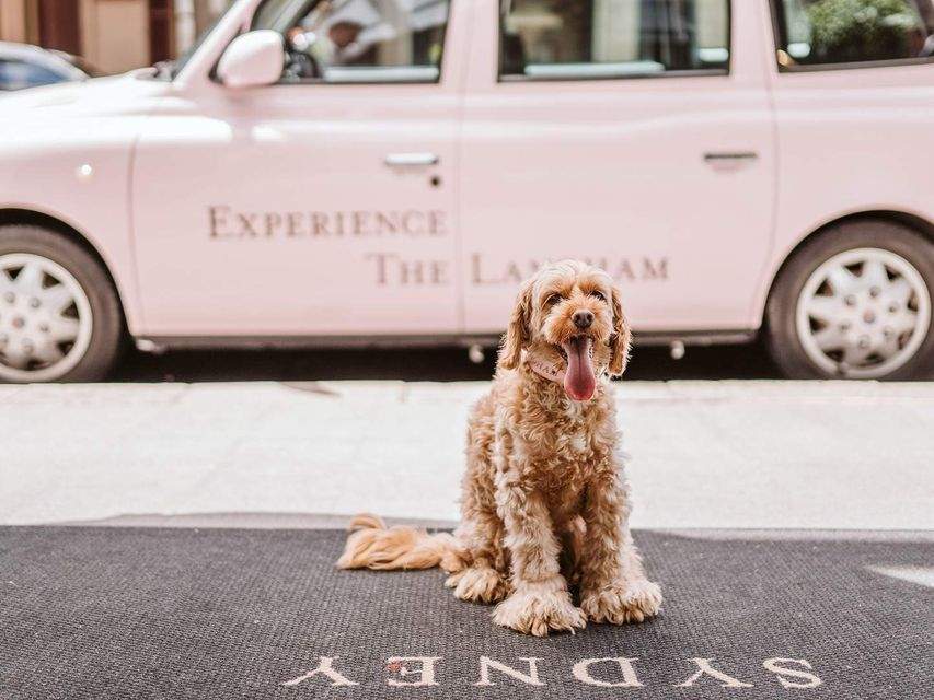 The Best Dog-Friendly Hotels in Sydney
