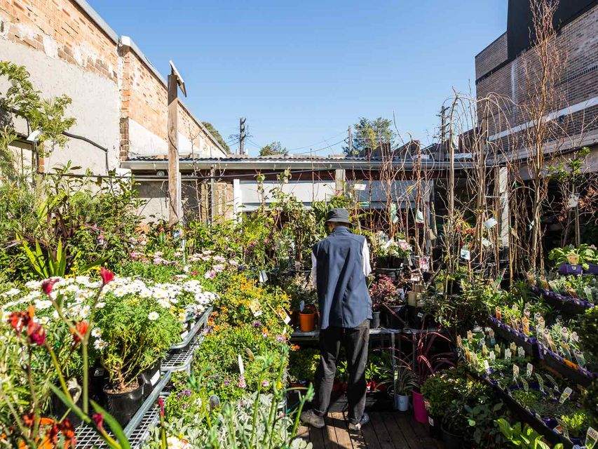 The Best Places in Sydney to Order a New Plant to Add to Your Home Jungle